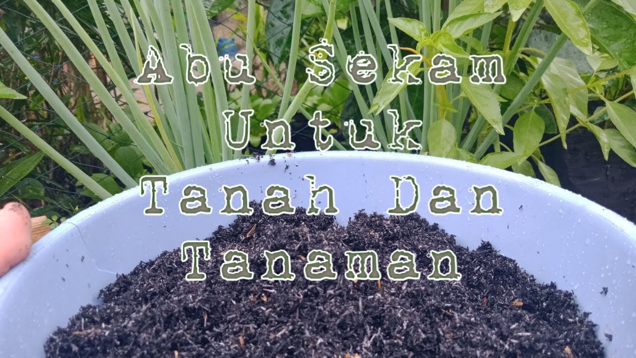Manfaat Abu Sekam Untuk Tanah Dan Tanaman Pertanian