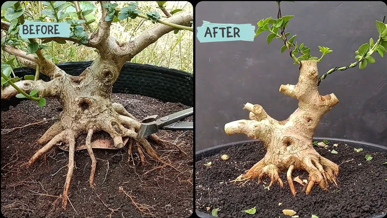 Step by step membuat percabangan sancang bogel small 