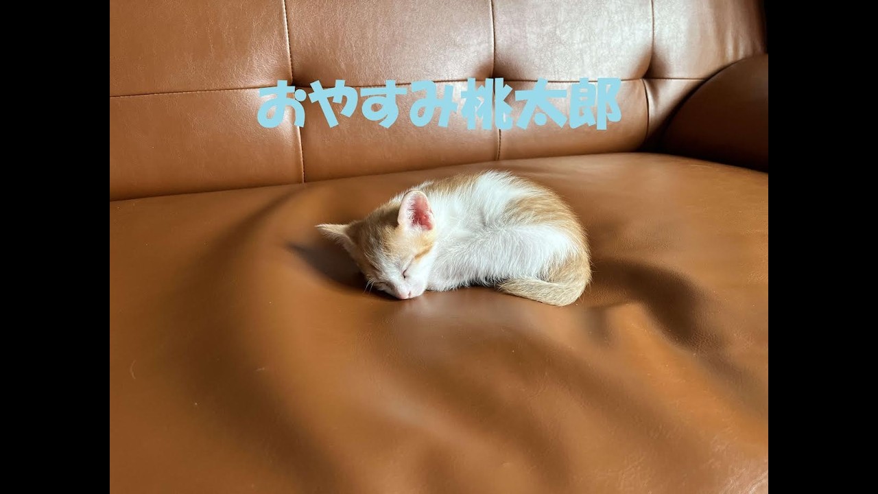 おやすみ桃太郎
