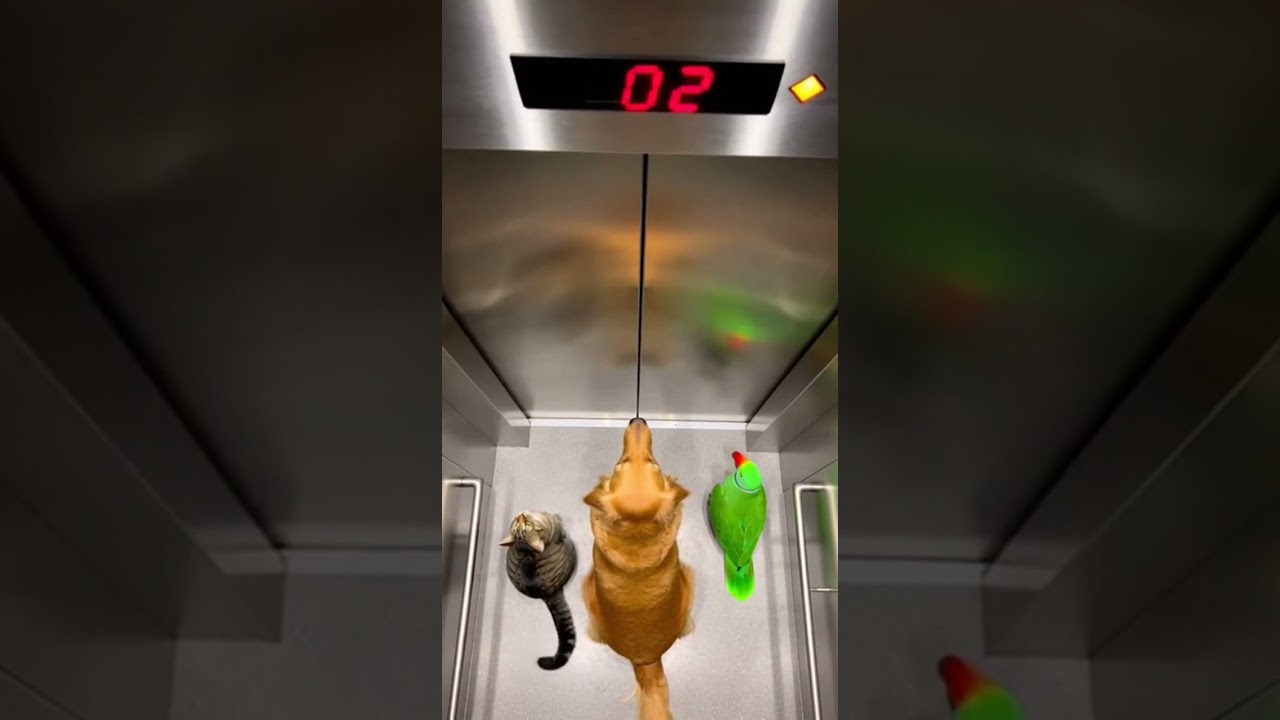 Dog’s Lightning Sushi Run Human Tries to Catch Up and Fails Hilariously!