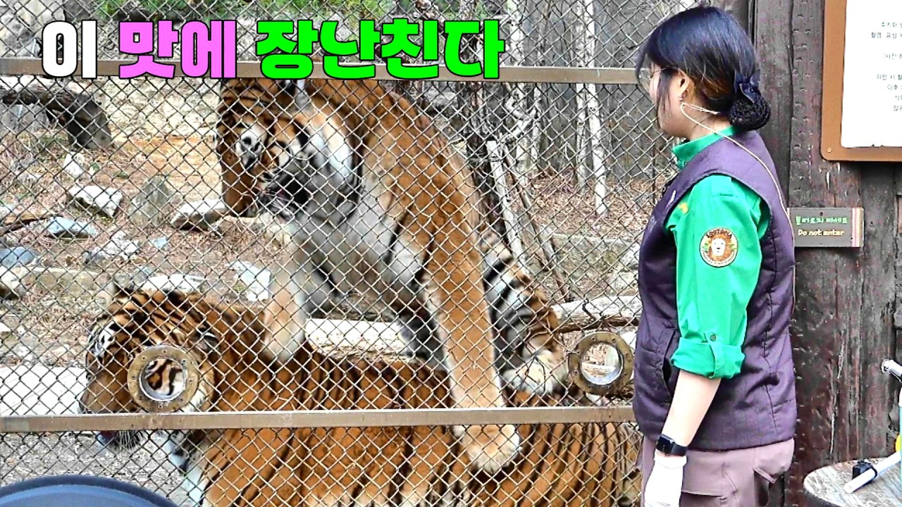 타이거밸리 애니멀톡 먹이 경쟁에서도 우애가  돋보이는 호랑이들 26.03.15