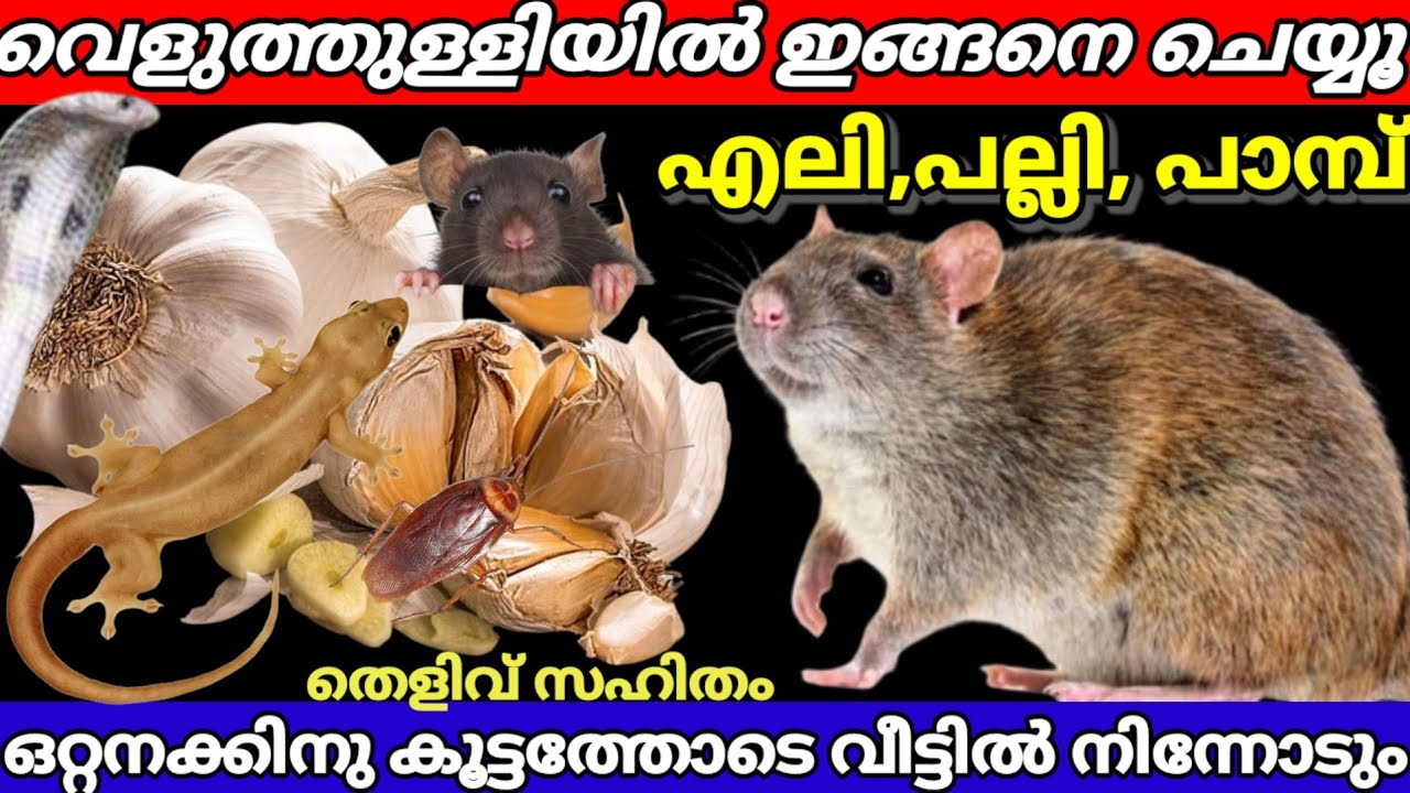 വെളുത്തുള്ളിയിൽ ഇങ്ങനെ ചെയ്യൂ ശല്യക്കാരെ വീട്ടിൽ നിന്നും ഒറ്റ രാത്രി കൊണ്ട് ഓടിക്കാം |viralvideo 