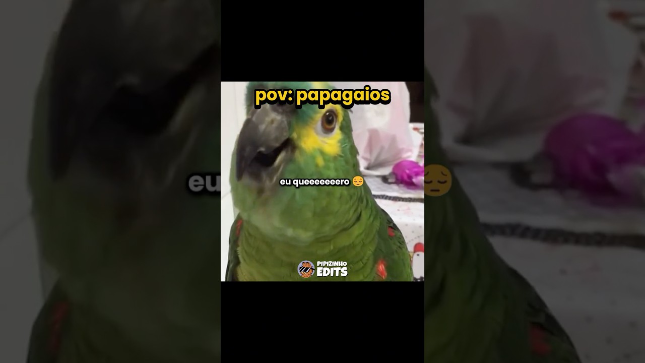 Pov: papagaios 🦜 (parte 01) #perolasbrasileiras #tentenaorir #humor #memes