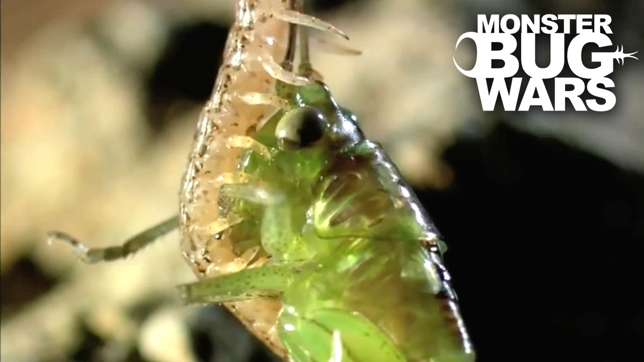 Costa Rican Cellar Spider vs Geophilid Centipede | MONSTER BUG WARS