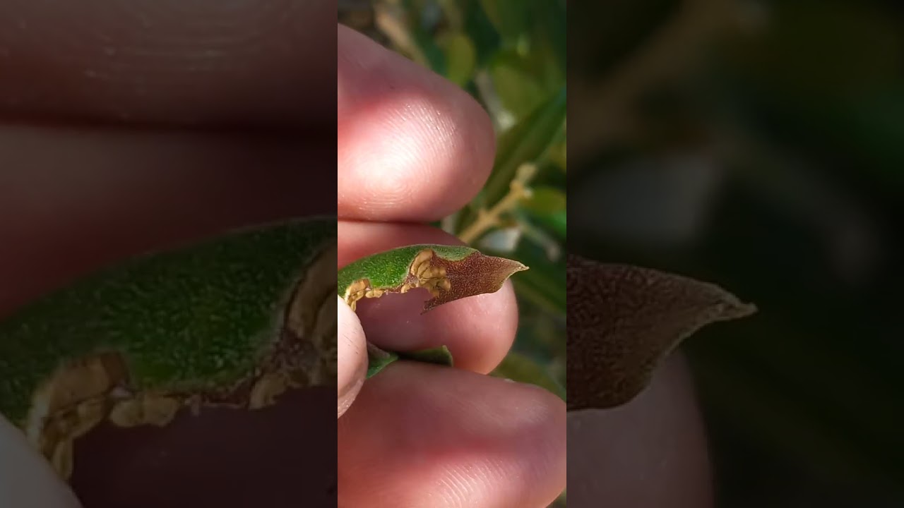 El gusano glifodes con el daño que produce  y olivos desigratados