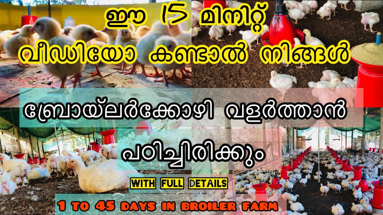 ബ്രോയ്ലർ കോഴി വളർത്തൽ 1-45 ആം ദിവസം വരെ#youtubevideos#recommended#howto #viralvideo#broiler#farming