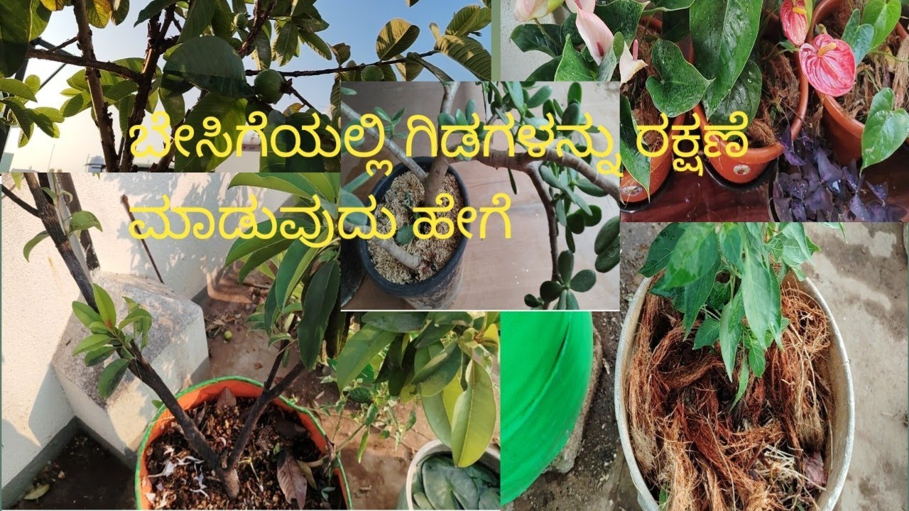 Mulching#ಬೇಸಿಗೆಯಲ್ಲಿ ಗಿಡಗಳನ್ನು ಹೀಗೆ ರಕ್ಷಣೆ ಮಾಡಿ#terracegarden 💚