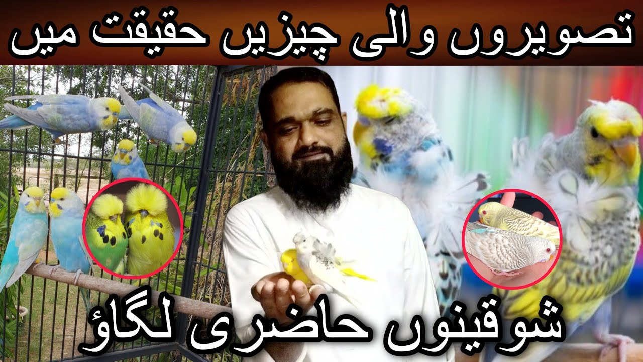 Most rare breed of budgies at Zeeshan birds setup | Cheap price birds | Hogoromo | Exihibition