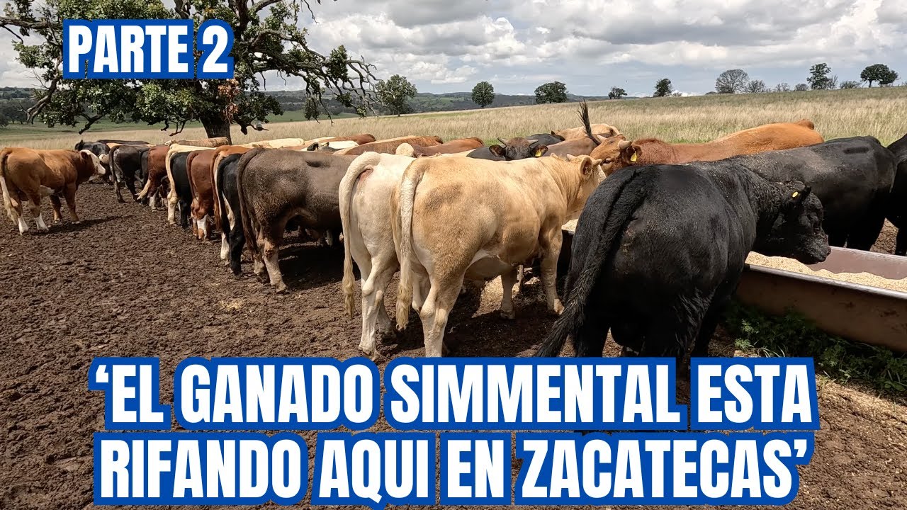 'El GANADO SIMMENTAL esta RIFANDO aquí en ZACATECAS' | Rancho La Laguna | PARTE 2 | RancheandoAndo