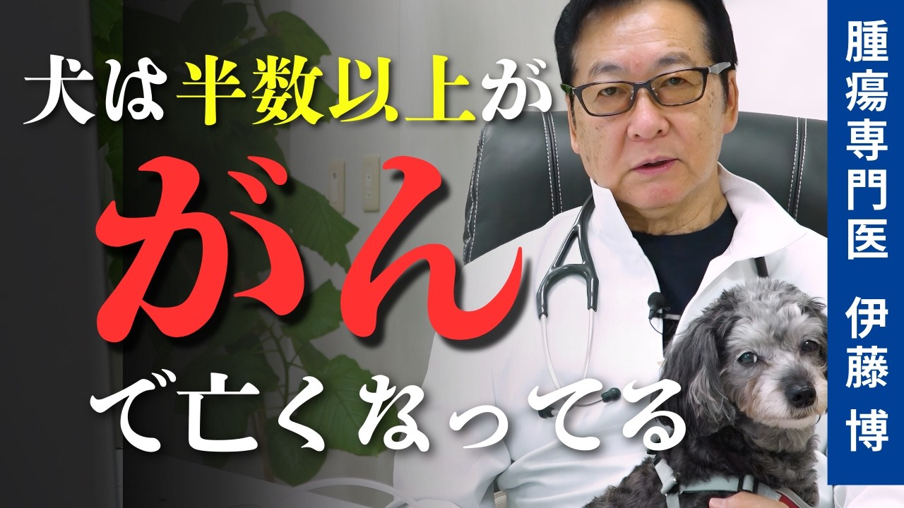 犬の死因の約半数はがん！？腫瘍専門獣医が解説する犬のがん医療