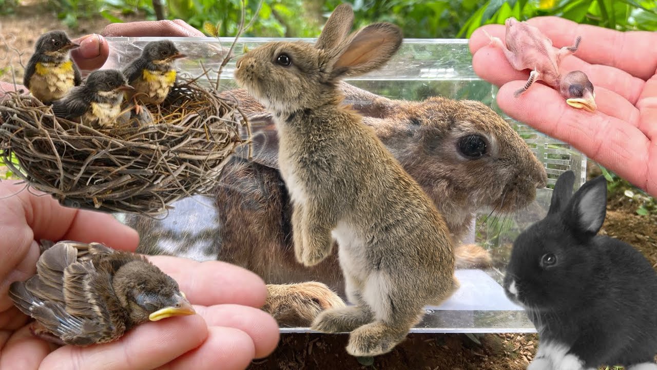 Hunting bird nests and catching rabbits