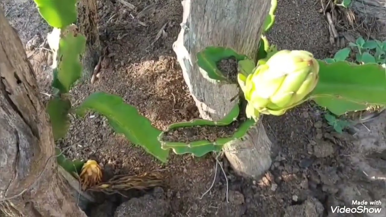 Plantação de  mandioca e  pitaya 