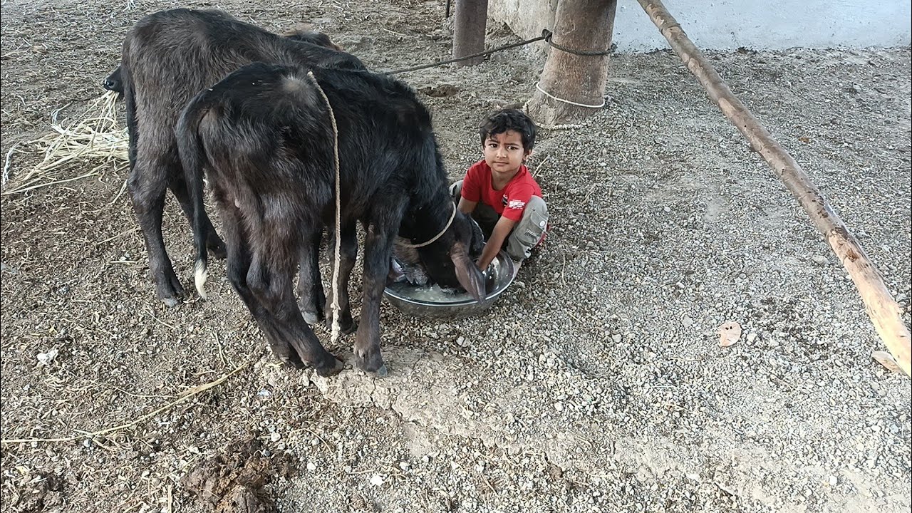 સેજલ નાની પાડી ને પાય છે🥰અને બંસી તો બીમાર પડી ગઈ છે 