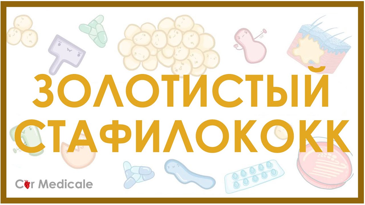 Золотистый стафилококк - микробиология, токсины, лечение, устойчивость