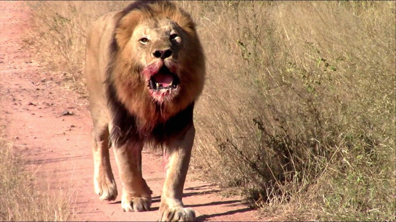 Mjejane Male Lion Coalition Return and Reduce Vurhami Males Down to 1