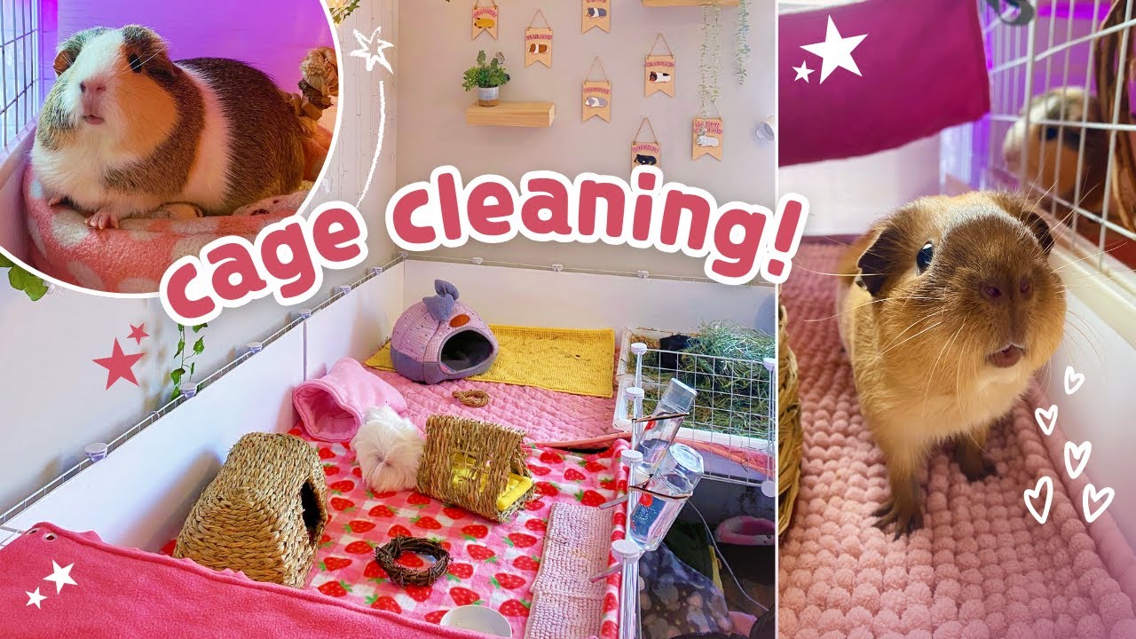 Late Night Guinea Pig Cage Clean 🧼🐽 POV Real-Time