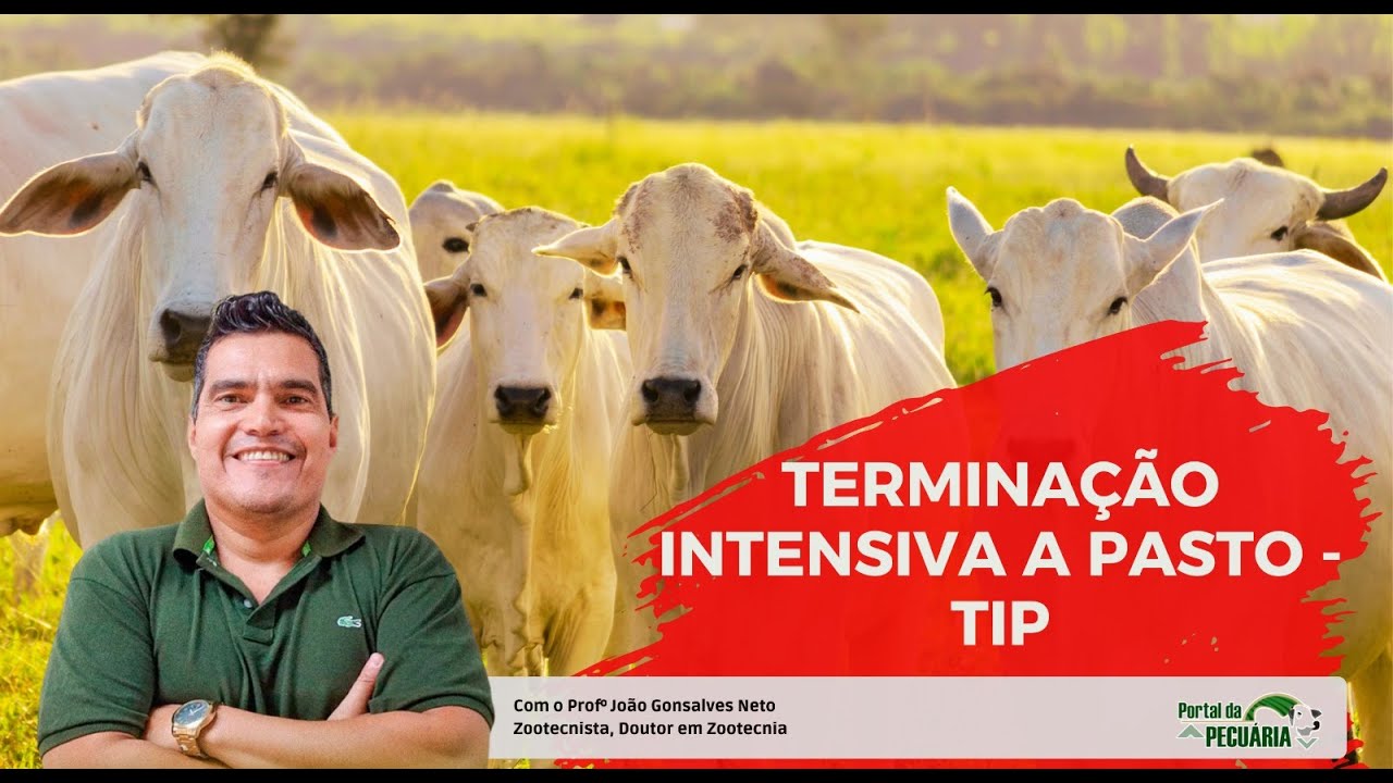 Curso Terminação intensiva a pasto   TIP