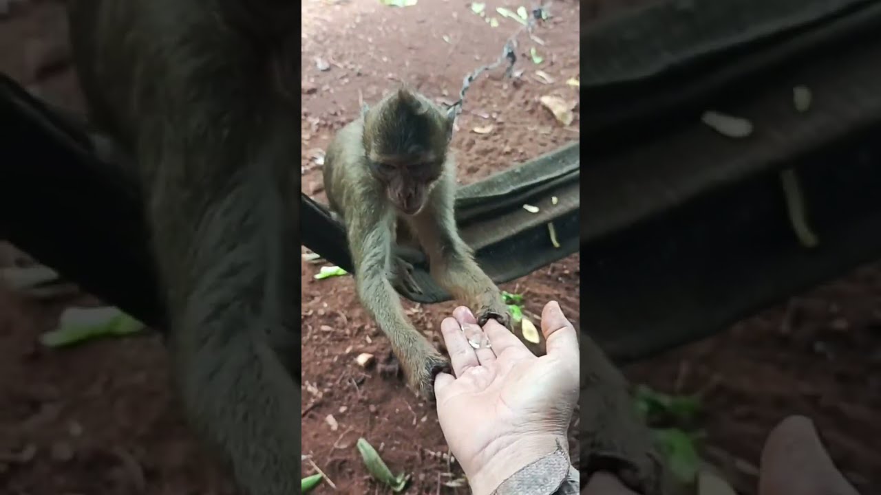 Country Life Family Vlogs with Pets cute baby monkey