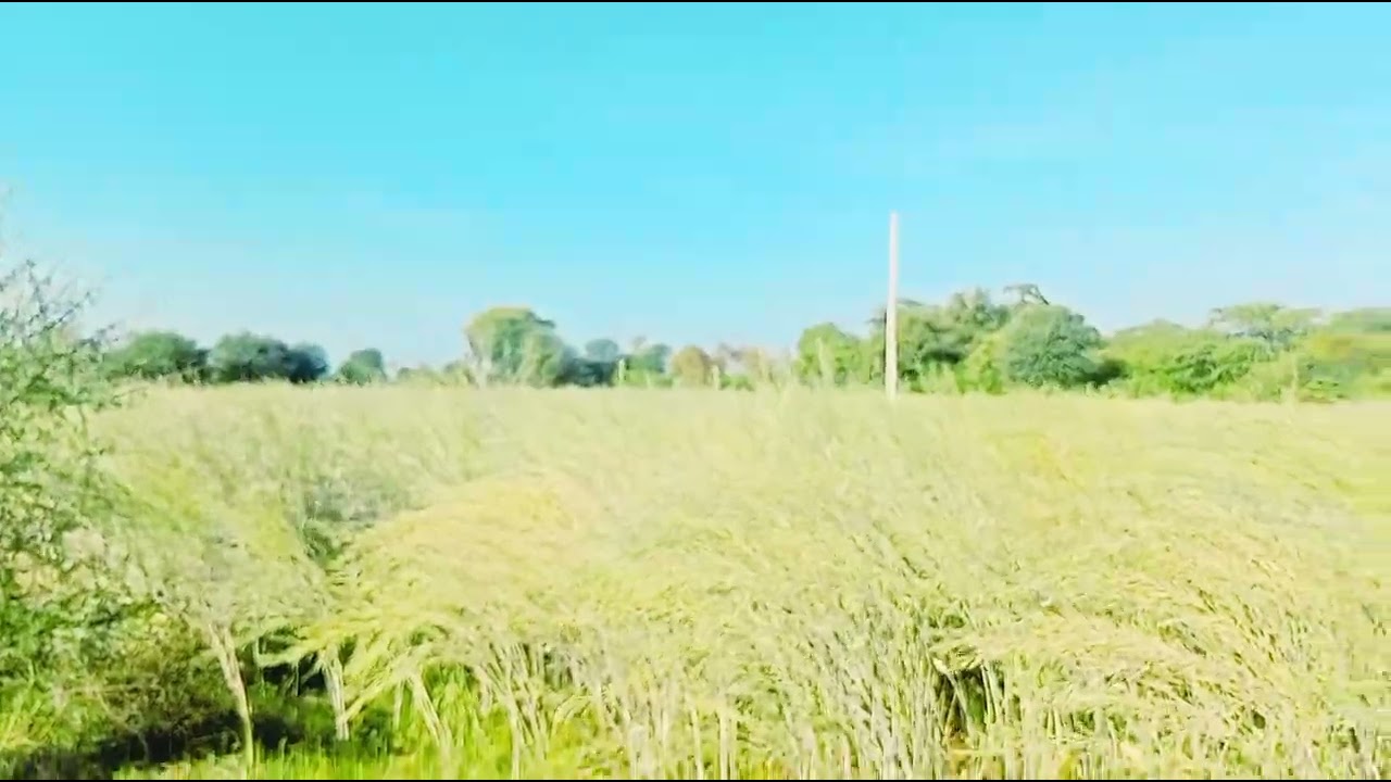 Scenes of Crop Fields