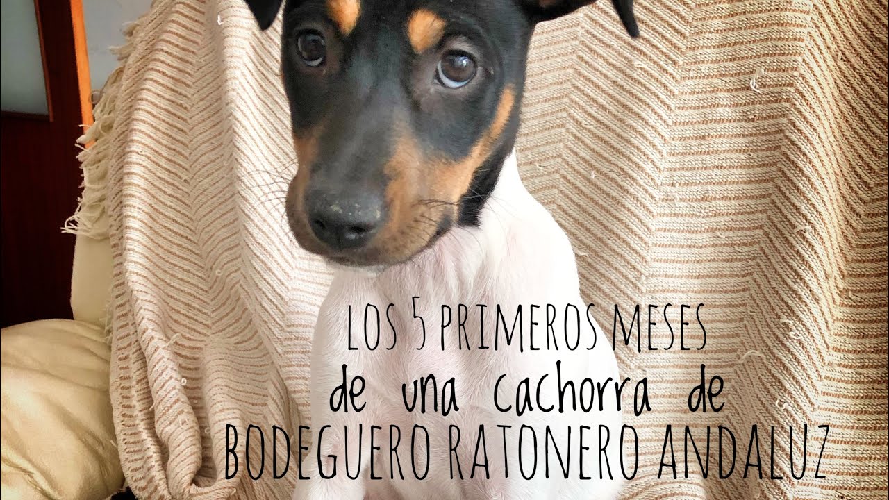 Los 5 primeros meses de Nia la bodeguera, nuestra cachorra de bodeguero andaluz.