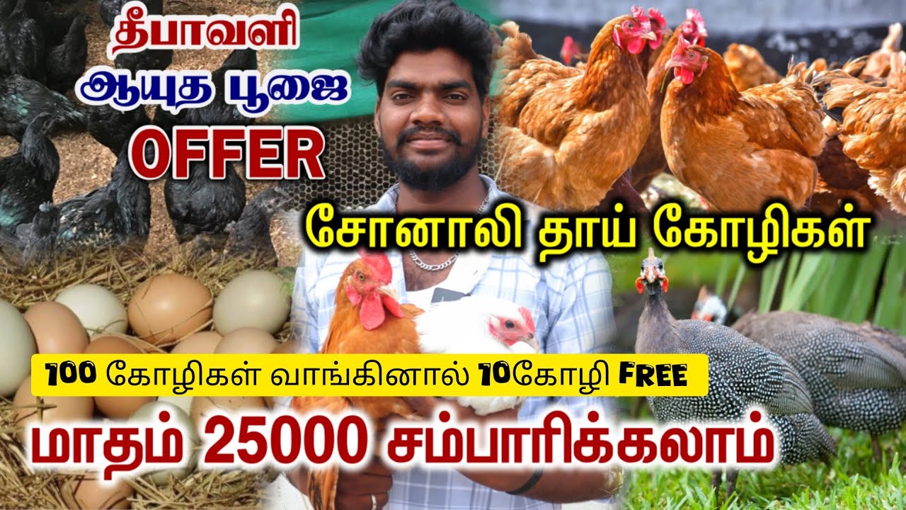 சோனாலி தாய் கோழி | 230 முட்டையிடும் சோனாலி கோழி | Sonali Kozhi Valarpu | Poultry Farming