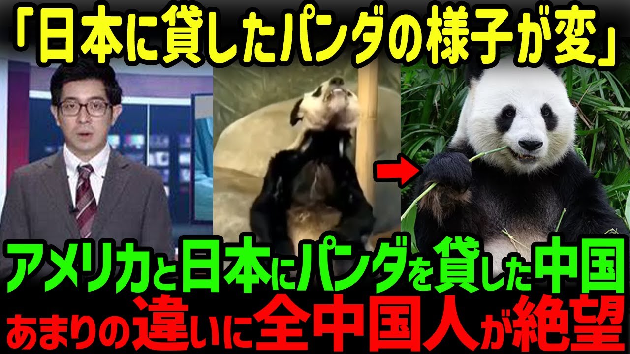 【海外の反応】「日本だけ可愛すぎない？」中国が世界中に貸したパンダの違いに絶句