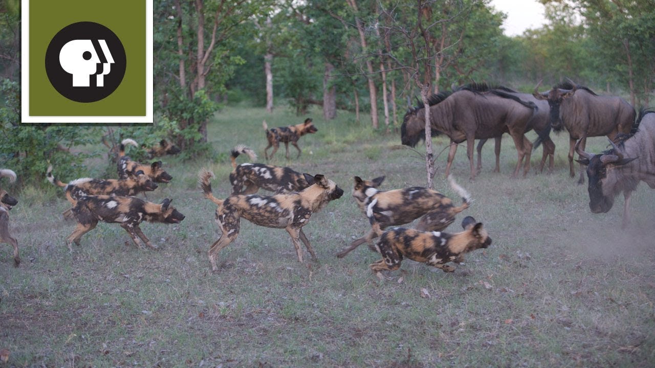 Дикие собаки нападают на гну