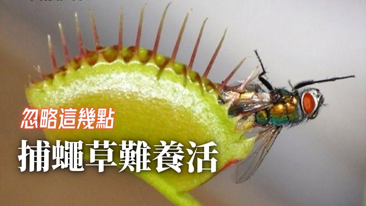 捕蠅草真的很難養嗎？捕蠅草的正確養護方法。