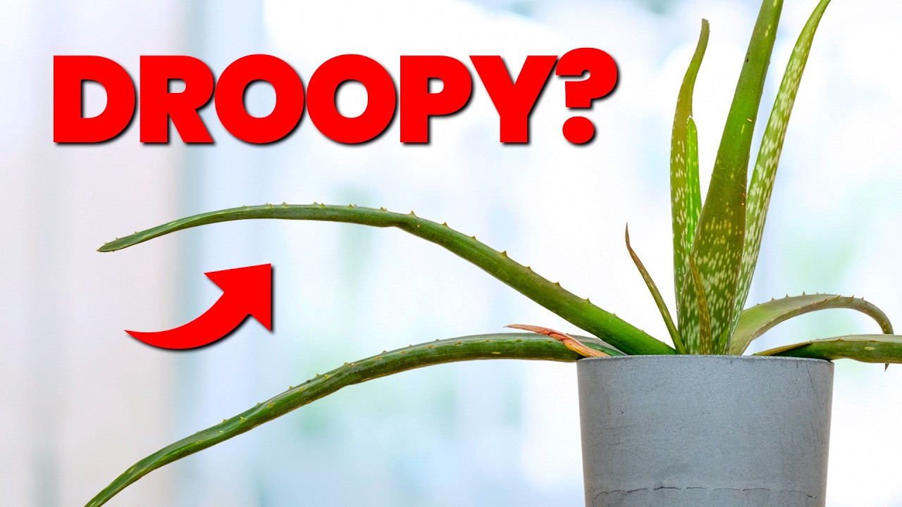 I Wish I Knew These Aloe Vera Tips 5 Years Ago
