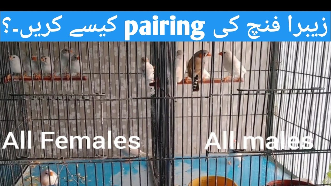 finch bird breeding tips # finch bird pairing kaise kerna chaiya # zebra finch pairing part 1
