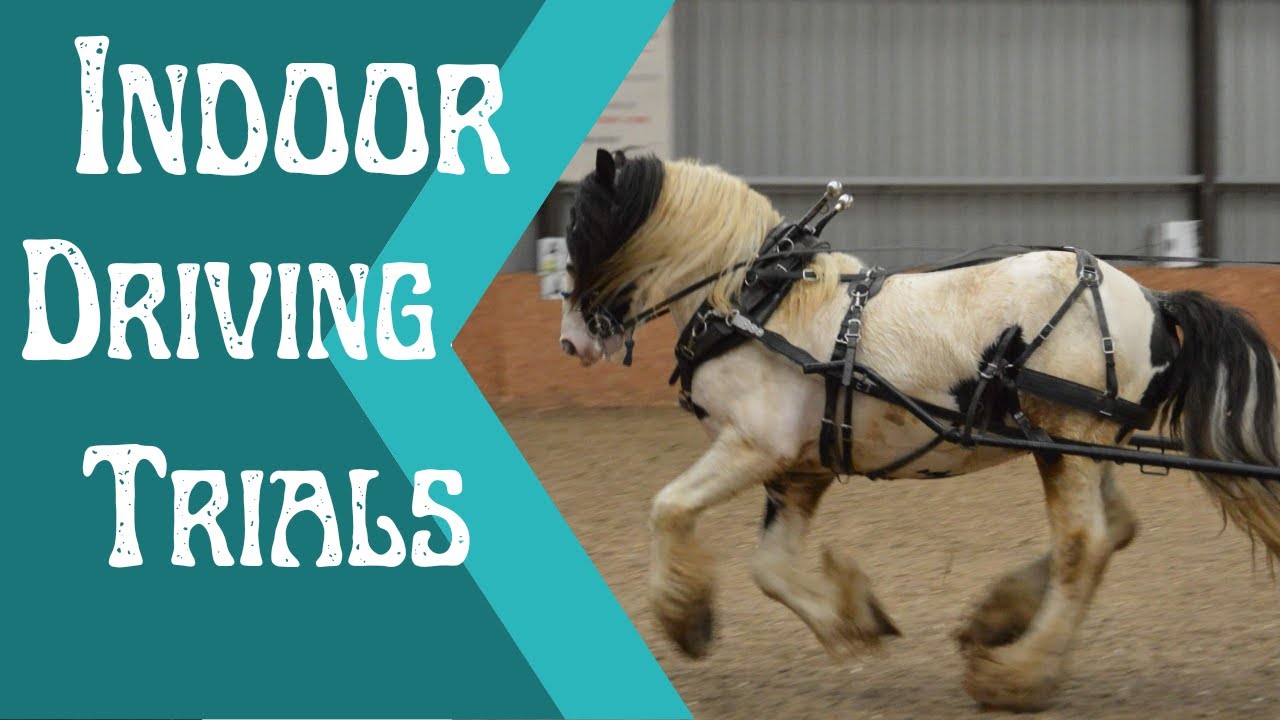 Draft horses try indoor driving trials! We SMASHED it!