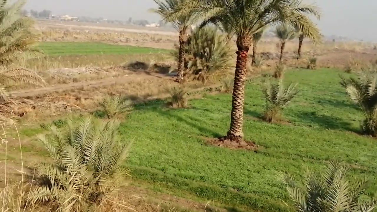 زراعة الجت في العراق