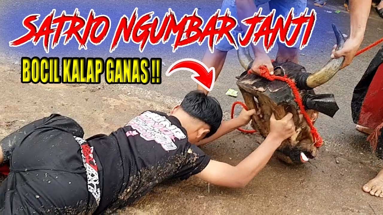 CHAOS DIMULAI 🔥😈BOCIL BOCIL BANTENGAN SATRIO NGUMBAR JANJI HILANG KENDALI KALAP GANAS !