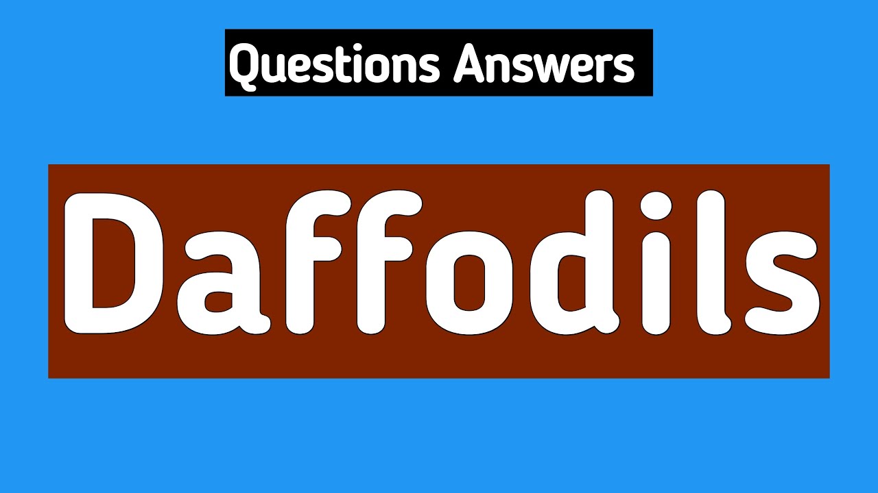 Questions Answers Daffodils