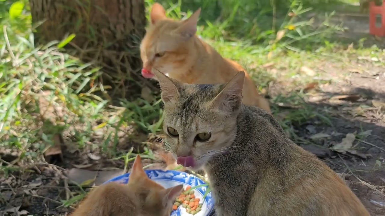 Dawn's Embrace: Soothing Our Anxious Foster Animals Every Morning | Paw & Hoof Life