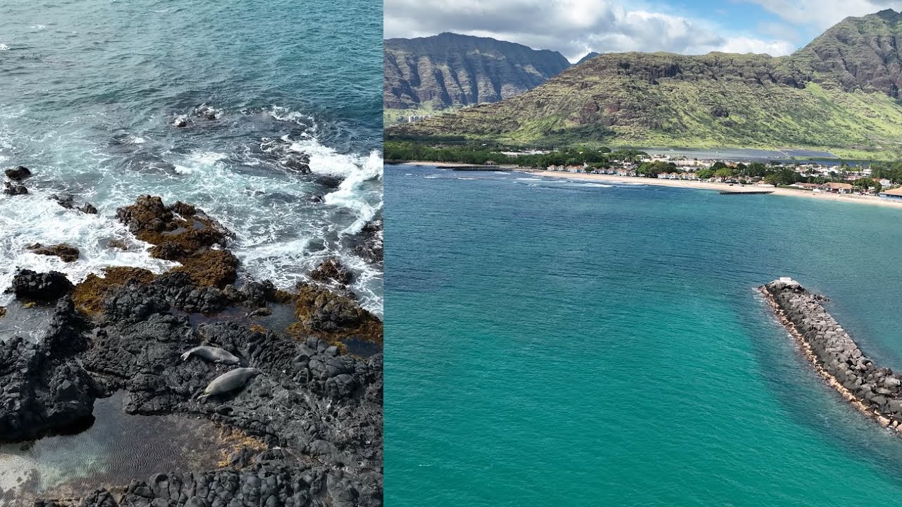 Seals at Poka'i Bay Beach in Waianae, Hawaii by Drone in 4K
