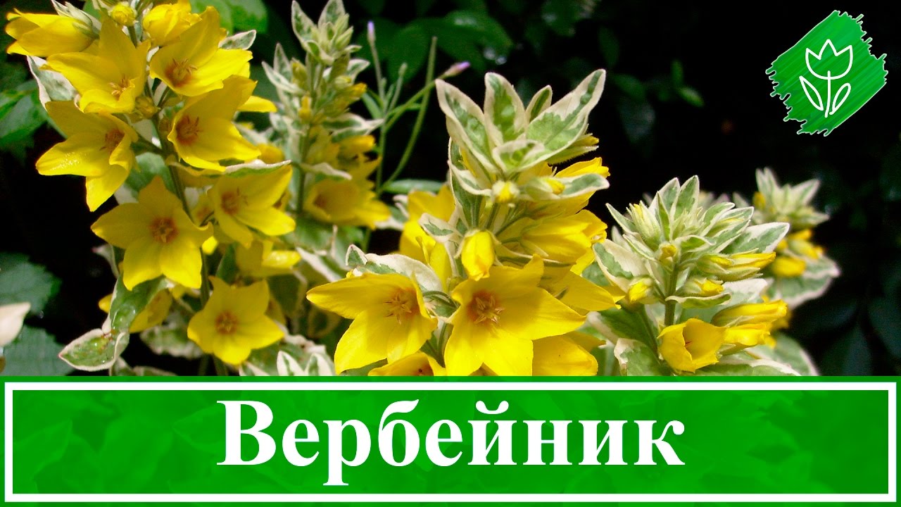 💐 Цветок вербейник: посадка и уход в открытом грунте: выращивание в саду, размножение, виды и сорта