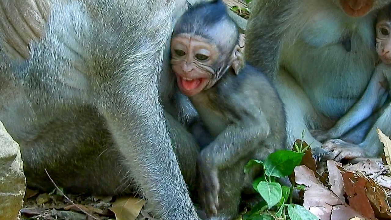 Milk was broken.. Little JIVA @ngry mom JAZZY no reason deprived it to che@t situation.