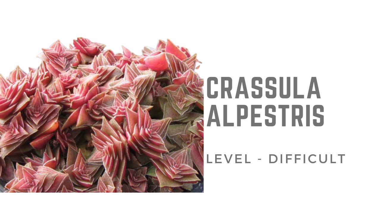 || CRASSULA CAPITELLA SSP. THYRSIFLORA. || CARE TIPS ||