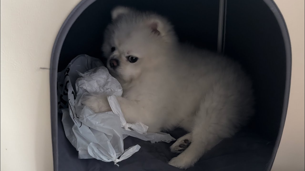 눈에 안보이면 꼭 사고 치고 있는 강아지..