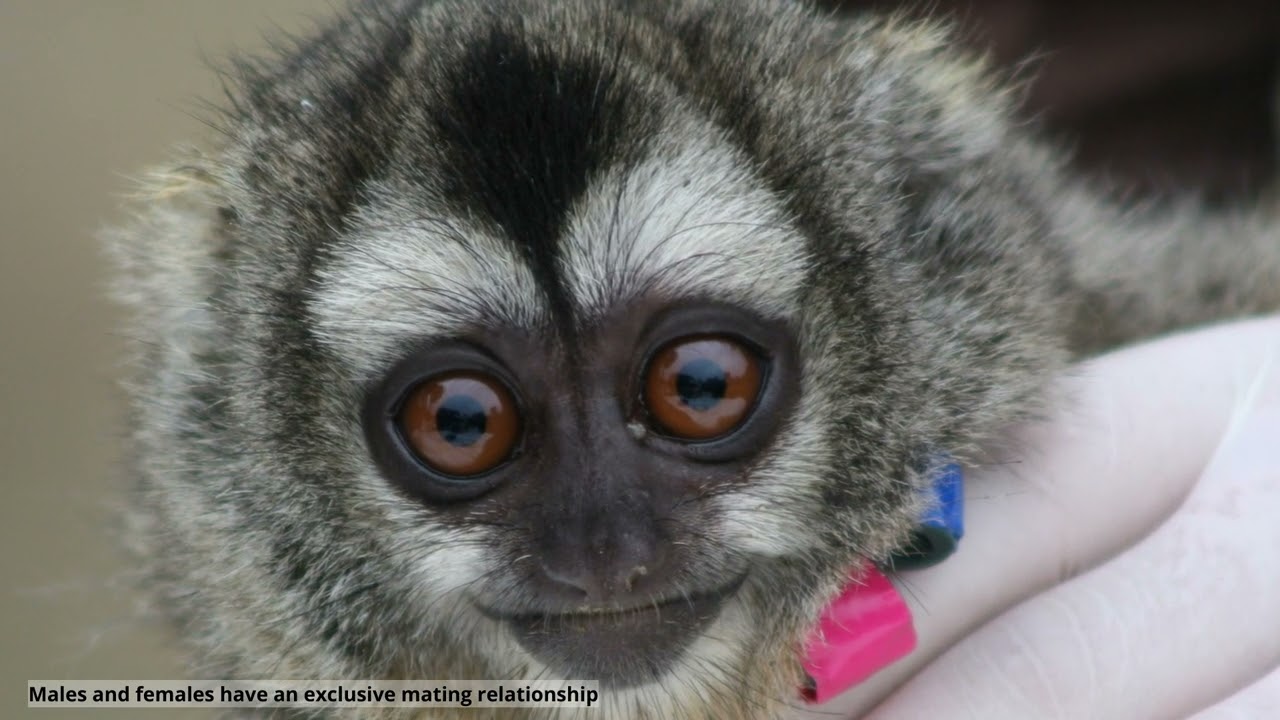 Welcome to The Owl Monkey Project