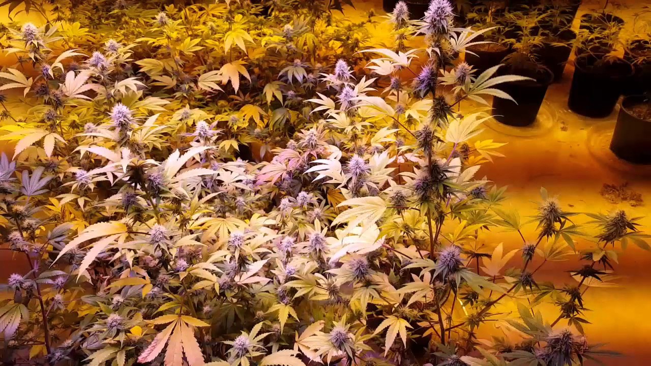 More clones under the PS Goliath LED    2 to 3 pounds from this light