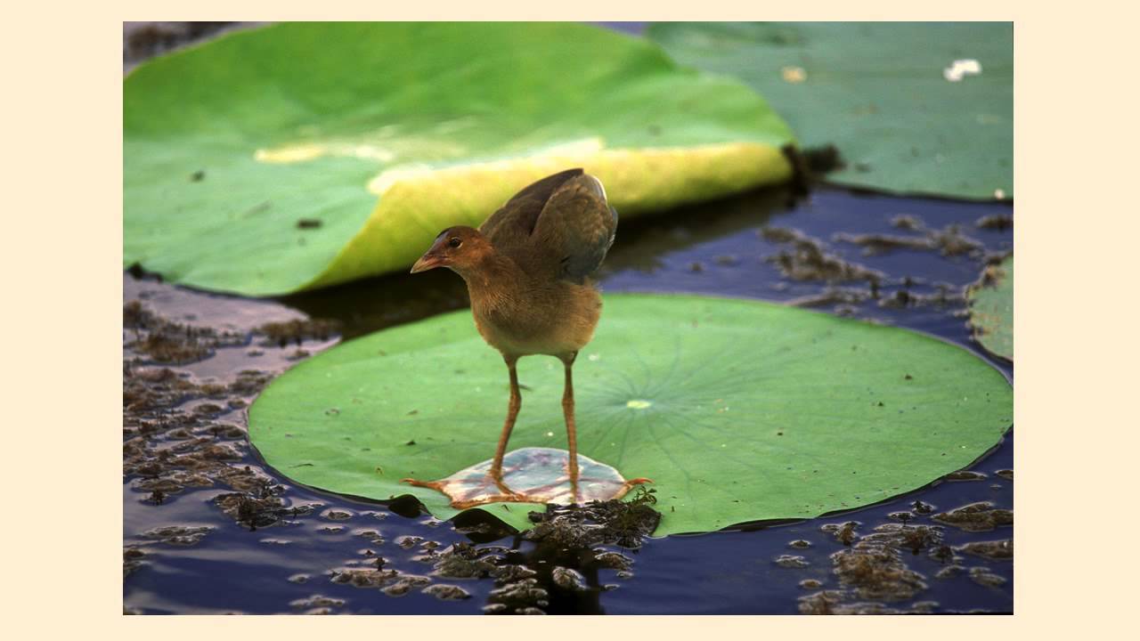 Environmental Water - L13.6