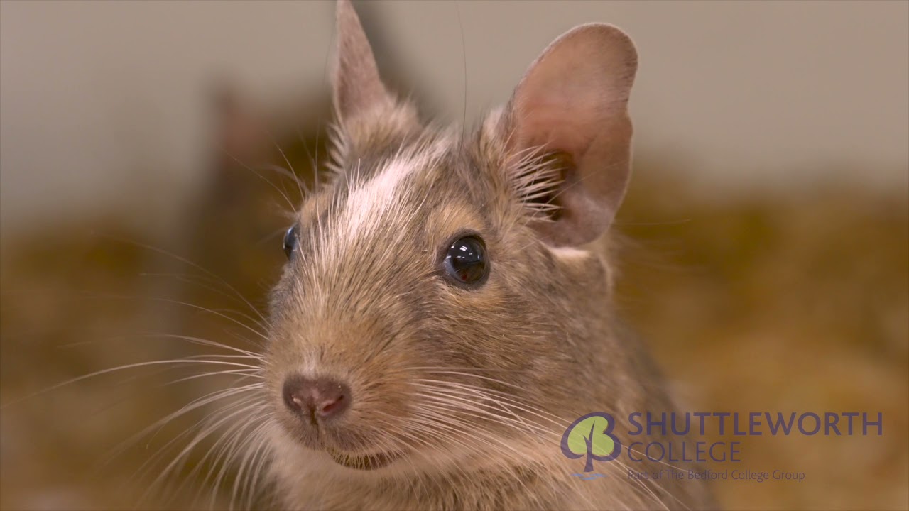 Zoological Education Centre (ZEC) welcome video at Shuttleworth College 2021