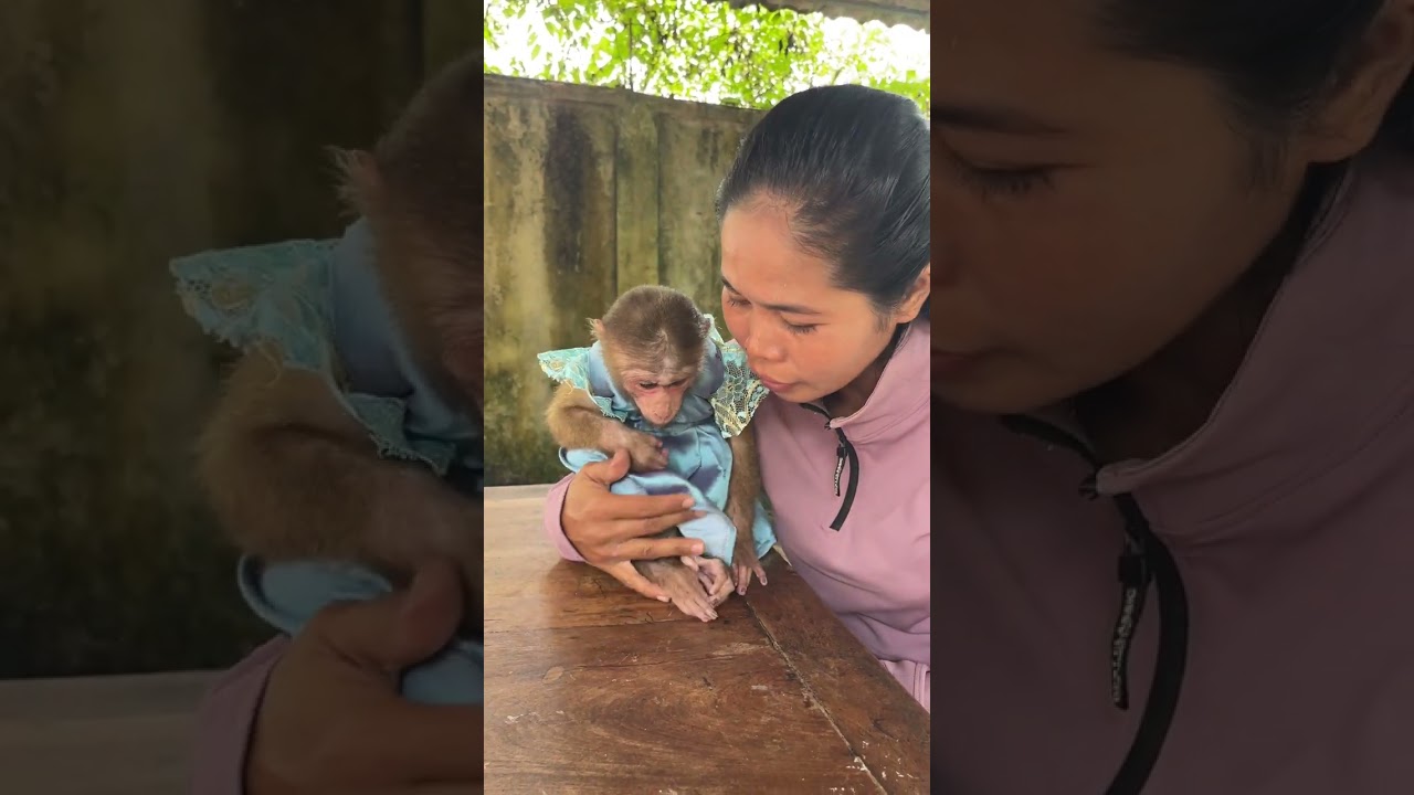 Smart Family Monkey