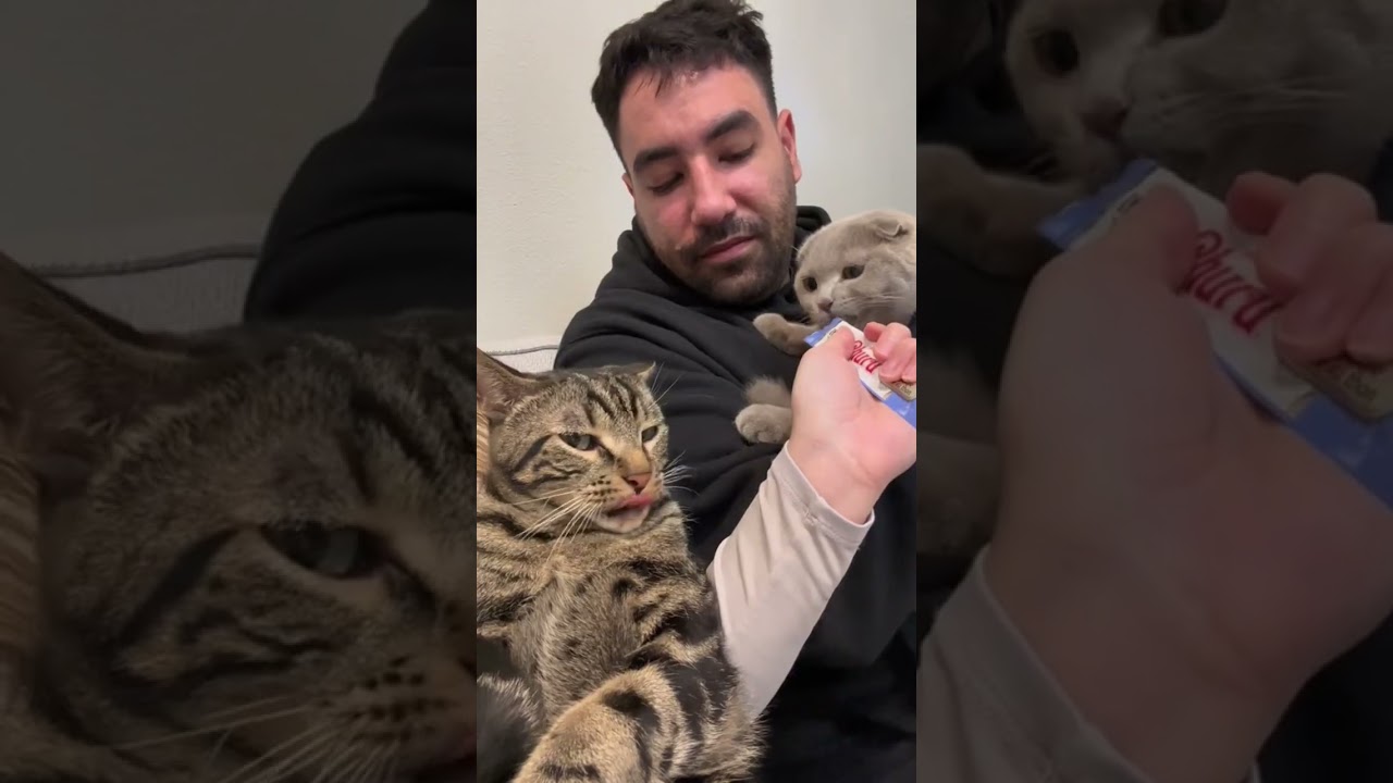 ПОСМОТРИТЕ, КАК РЕВНУЕТ МОЙ КОТ 😂😅 