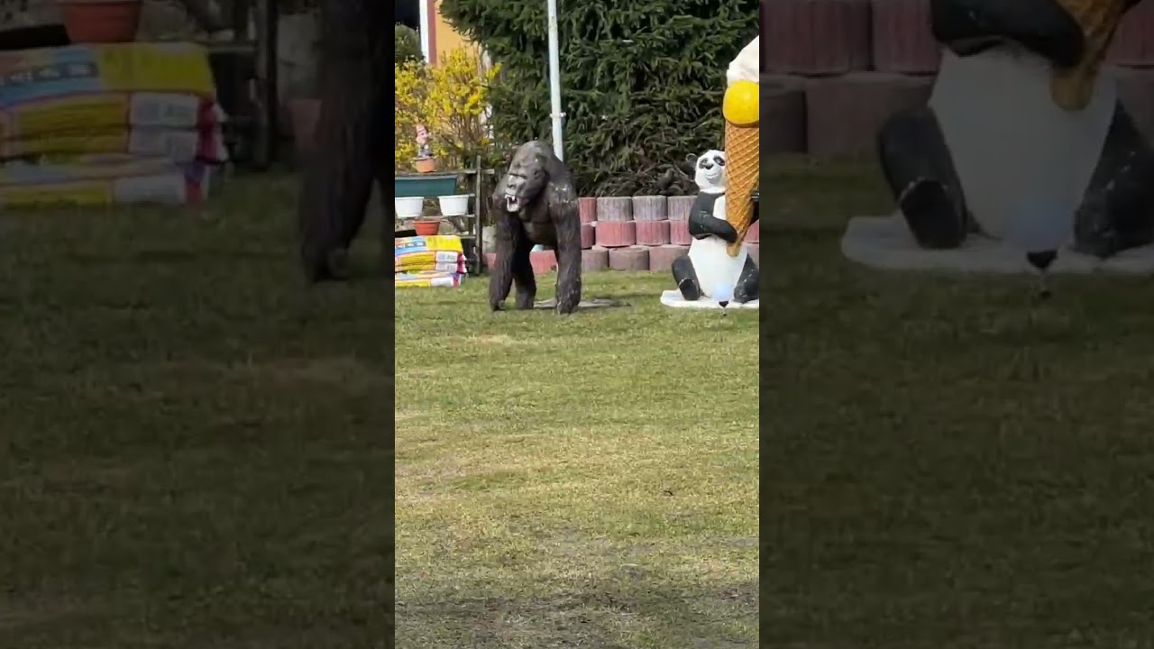SPOTKANIE Z AFRYKAŃSKĄ MACZETĄ