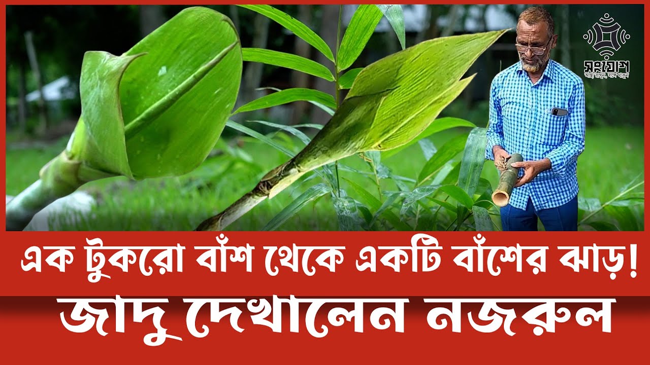 এক টুকরো বাঁশ থেকে হচ্ছে একটি বাঁশের ঝাড় | জাদু দেখালেন কৃষিবিদ নজরুল