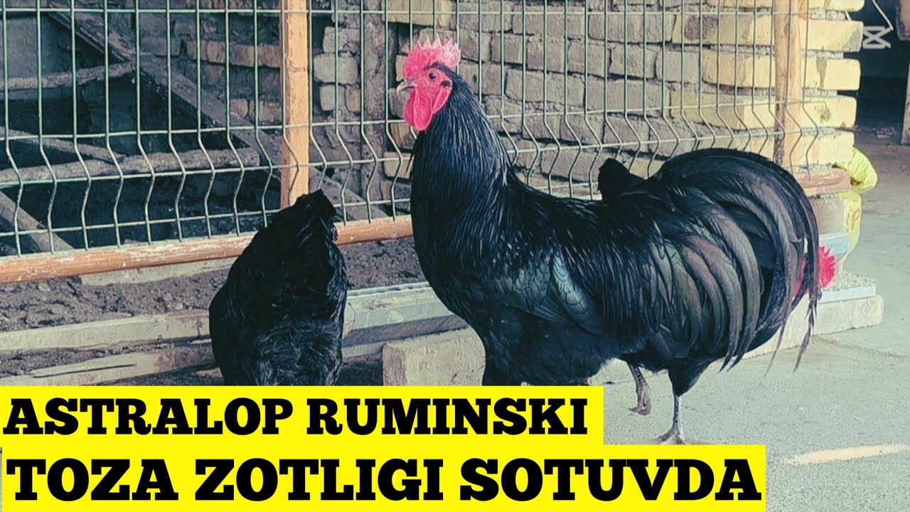 ASTRALOP RUMINSKI TOZA ZOTLI TOVUQLARI +998949287535