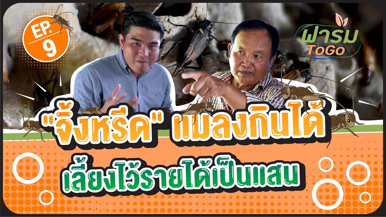 ฟาร์ม To Go EP. 9 “จิ้งหรีด” แมลงกินได้ เลี้ยงไว้รายได้เป็นแสน